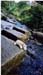 Goathland2